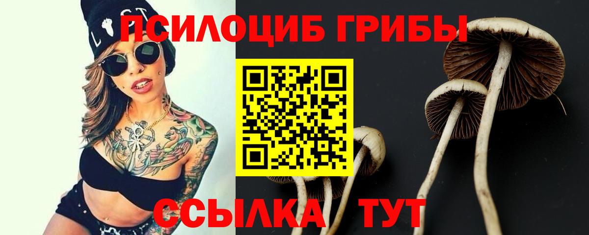 Алатырь  Галлюциногенные грибы Psilocybe  Вход с VPN 